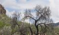 Filename=Sonoran_Swirls.JPG
Filesize=197KB
Dimensions=1024x610
Date added=Jul 26, 2009 Sonoran_Swirls.JPG