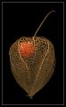 12530-fullsize.jpg