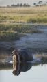 Filename=Lindemann_wild_hippo_yawn.jpg
Filesize=99KB
Dimensions=444x768
Date added=Feb 04, 2009 Lindemann_wild_hippo_yawn.jpg
