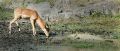 Filename=croc_v_impala.jpg
Filesize=191KB
Dimensions=1024x436
Date added=Feb 04, 2009 croc_v_impala.jpg