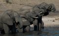 Filename=tuskie_drinkers.jpg
Filesize=253KB
Dimensions=1024x626
Date added=Feb 04, 2009 tuskie_drinkers.jpg