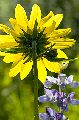 _DSC7530-copy.gif